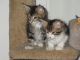 Maine Coon Cats for sale in Kaw City, OK 74641, USA. price: $300