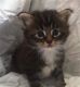 Registered Maine Coon Kittens Available
