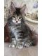 2 adorable kittens Maine coon