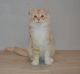 Maine Coon Cats for sale in Brooklyn Heights, Brooklyn, NY, USA. price: $1,700