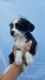 Mal-Shi Puppies for sale in Whittier, CA, USA. price: $299