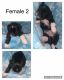Mal-Shi Puppies for sale in Gloucester Point, VA, USA. price: NA