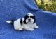 Mal-Shi Puppies for sale in Whittier, CA, USA. price: $699