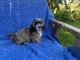 Mal-Shi Puppies for sale in Whittier, CA, USA. price: $850