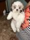 Mal-Shi Puppies for sale in College Station, TX, USA. price: $400