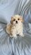 Mal-Shi Puppies for sale in Whittier, CA, USA. price: $899