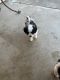 Mal-Shi Puppies for sale in Tulare, CA 93274, USA. price: $400