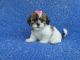 Mal-Shi Puppies for sale in Hacienda Heights, CA, USA. price: $799