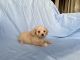 Mal-Shi Puppies for sale in Whittier, CA, USA. price: $499