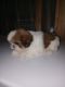Mal-Shi Puppies for sale in Port Huron, MI, USA. price: $650