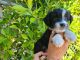 Mal-Shi Puppies for sale in Whittier, CA, USA. price: $699