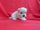 Mal-Shi Puppies for sale in Hacienda Heights, CA, USA. price: $699
