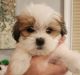 Mal-Shi Puppies for sale in Staten Island, NY 10312, USA. price: $1,500