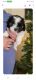 Mal-Shi Puppies for sale in Aurora, NE 68818, USA. price: $575