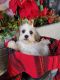 Mal-Shi Puppies for sale in Covington, GA, USA. price: $600