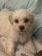 Mal-Shi Puppies for sale in East Peoria - Tazewell, Illinois. price: $650