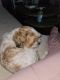 Mal-Shi Puppies for sale in Lonetree, Colorado. price: $850