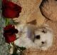 Mal-Shi Puppies for sale in Grovetown, Georgia. price: $500