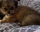 Mal-Shi Puppies for sale in Vancouver, Washington. price: $1,500