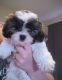 Mal-Shi Puppies for sale in Palmcoast, Florida. price: $2,000