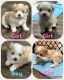 Mal-Shi Puppies for sale in Sacramento, CA, USA. price: $1,200