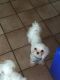 Maltese Puppies for sale in Hilo, HI 96720, USA. price: $4,500