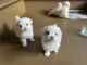 Maltese Puppies for sale in Salt Lake City, UT, USA. price: $600