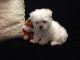 Maltese Puppies for sale in Independence, IA 50644, USA. price: $500