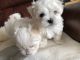 Adorable Maltes bichon puppies for adoption