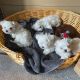 Maltese Puppies for sale in Salt Lake City, UT, USA. price: $450