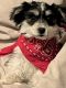 Maltese Puppies for sale in Bloomfield, IA 52537, USA. price: $500