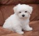 Maltese Puppies for sale in ON-401, Lakeshore, ON, Canada. price: $900