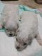 Male Maltese Puppies for sale