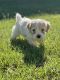 Maltese Puppies for sale in Laveen Village, Phoenix, AZ, USA. price: $950