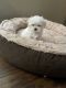 Maltese Puppies for sale in Chandler, AZ, USA. price: $1,399