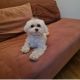 Maltese Puppies for sale in Mililani, HI 96789, USA. price: $1,000