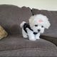 Maltese Puppies for sale in Merrillville, IN, USA. price: $800