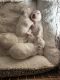 Maltese Puppies for sale in Mesa, AZ 85201, USA. price: $2,000