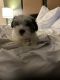 Maltese Puppies for sale in Seattle, WA, USA. price: $2,000