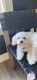 Maltese Puppies for sale in Maize, KS 67101, USA. price: $2,200
