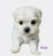 Maltese Puppies for sale in Mesa, AZ 85201, USA. price: $2,000