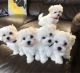Maltese Puppies for sale in Portland, OR, USA. price: $500