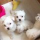 Maltese Puppies for sale in Tennessee City, TN 37055, USA. price: $260