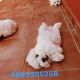 Maltese Puppies for sale in Gilbert, AZ, USA. price: $850