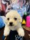 Maltese Puppies for sale in Mesa, AZ, USA. price: $150