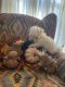 Maltese Puppies for sale in Jacksonville, AL 36265, USA. price: NA