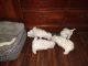 Maltese Puppies for sale in Sandy, UT, USA. price: $650