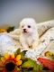 Maltese Puppies for sale in Salt Lake City, UT, USA. price: $650