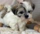 Maltese Puppies for sale in Wichita, KS, USA. price: $700