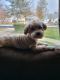 Maltese Puppies for sale in Mentor, OH 44060, USA. price: NA